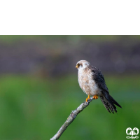 گونه شاهین پاسرخ Red-footed Falcon